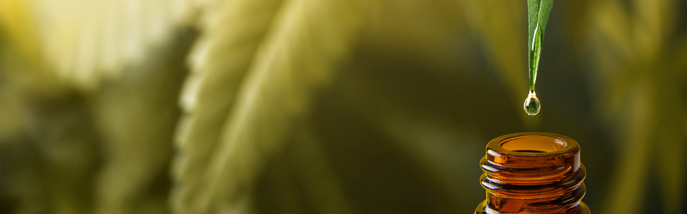 Close-up of a cannabis plant with an oil dropper above an amber bottle
