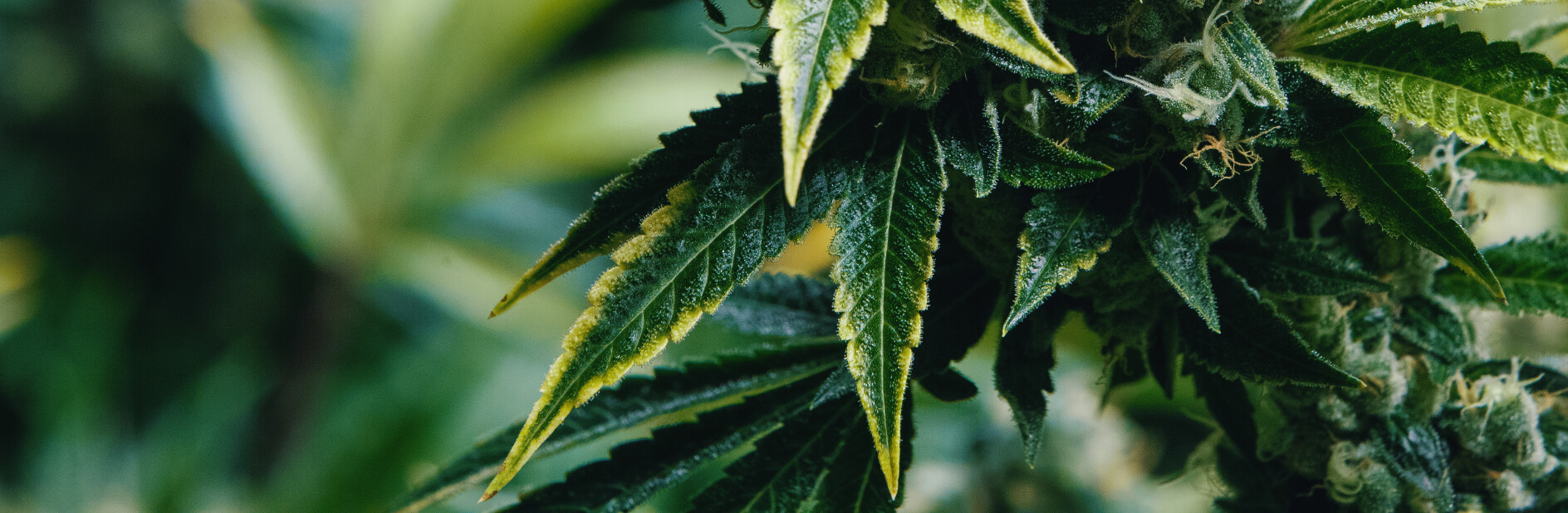 A closeup of the leaves of a Cannabis sativa L. plant
