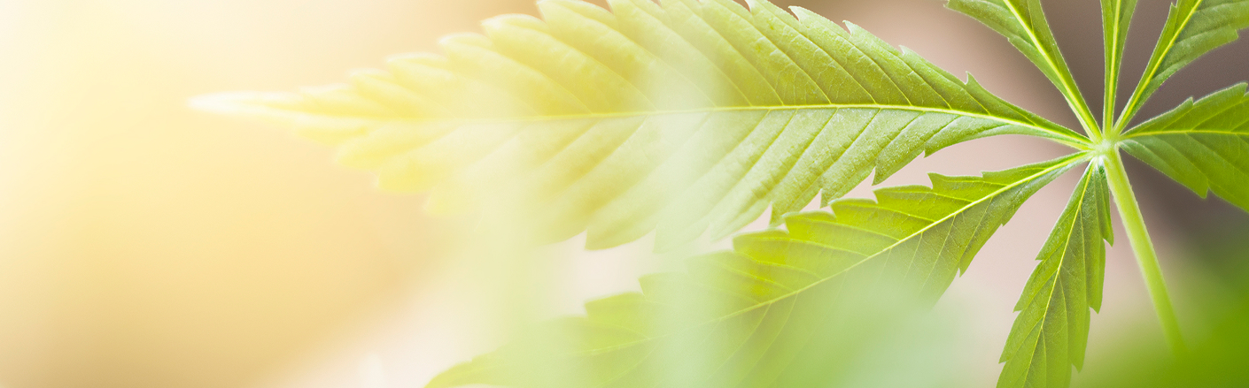 Close-up of a large cannabis plant leaf with sunlight in the background