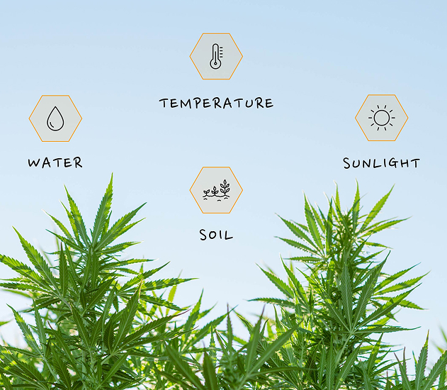 Illustrated diagram of a cannabis plant with labeled environmental inputs: water, soil, sunlight, and temperature